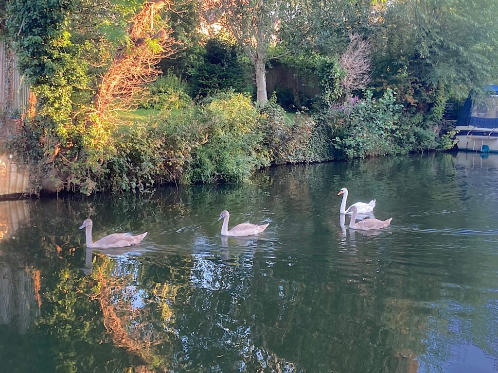 Fellow river voyagers on Medway