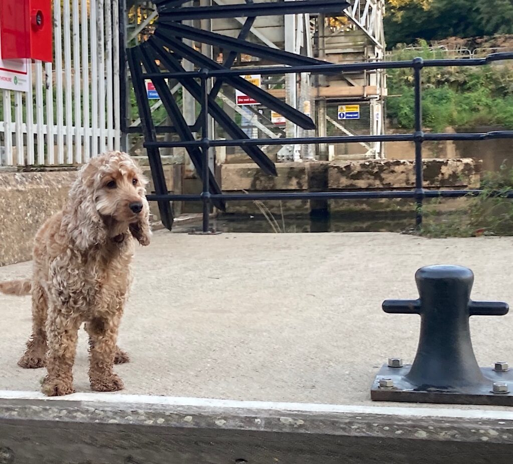 A riverside dog eager for titbits from passengers.